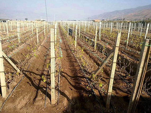 砥砺奋进| 威廉希尔williamhill节水集团多彩云南行项目现场考察学习活动圆满竣事 - 威廉希尔williamhill新闻 - 新闻中心 - nbsp,项目,威廉希尔williamhill,节水,宾川县,万亩,现场,机制,高效